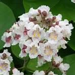 catalpa commun